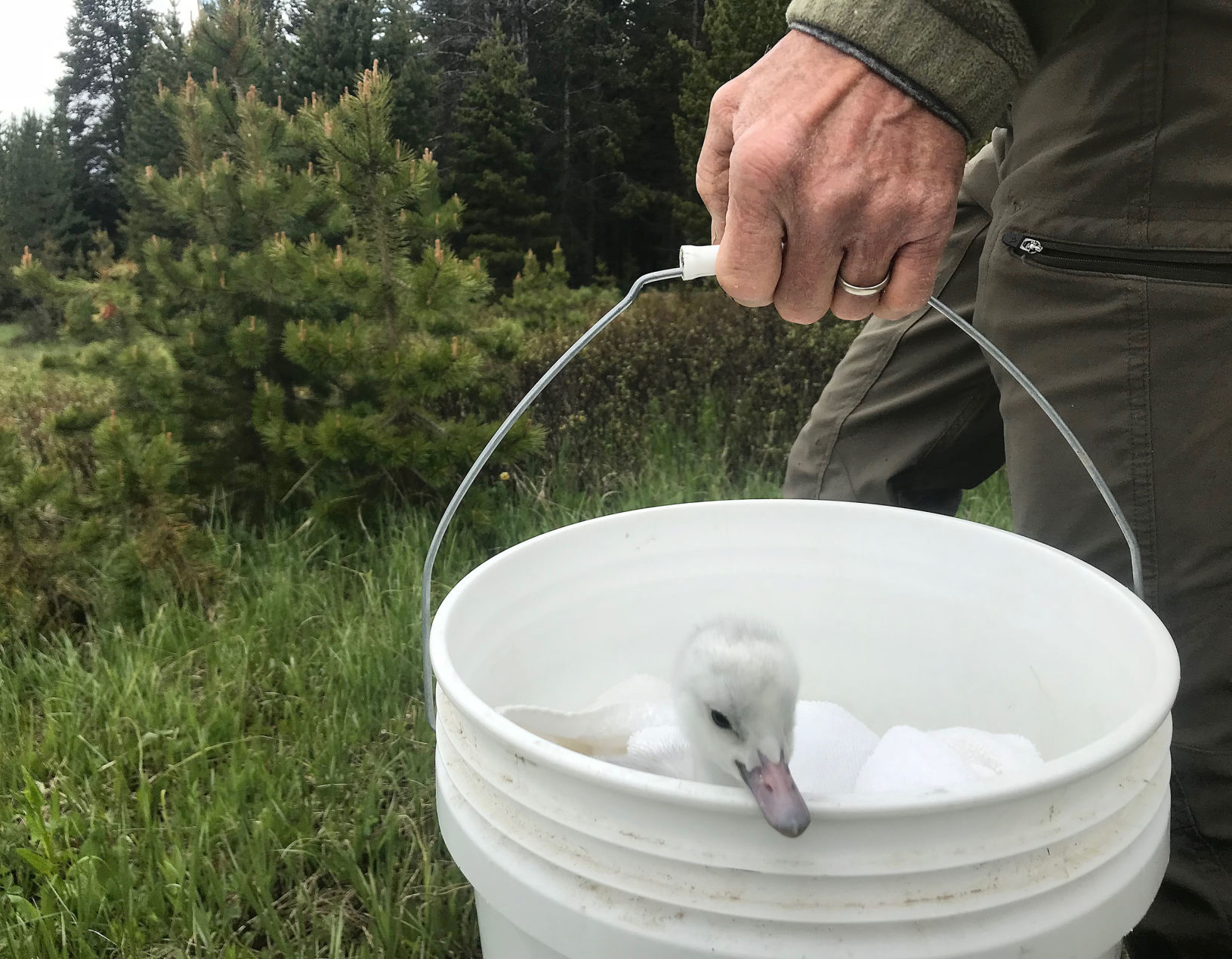 Swan rehabilitation